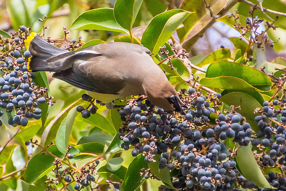 Cedar Waxwings
