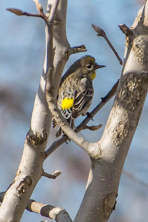 Yellow-rumped Warbler
