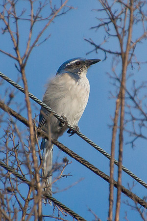 Scrub Jay