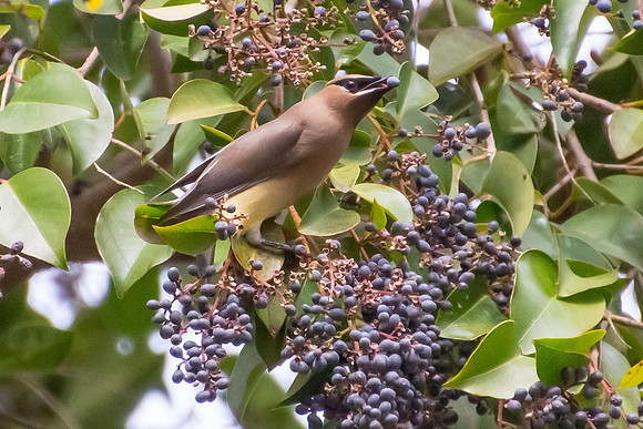 Cedar Waxwings