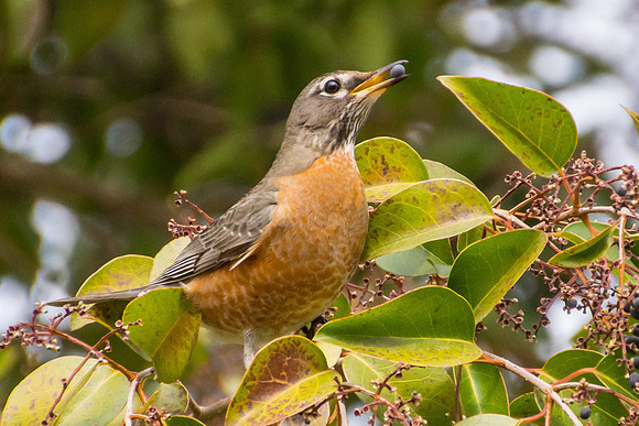American Robin