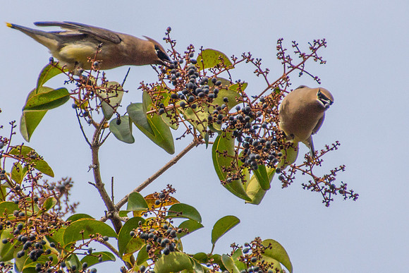 Cedar Waxwings
