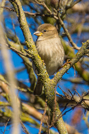 Female House Sparrow