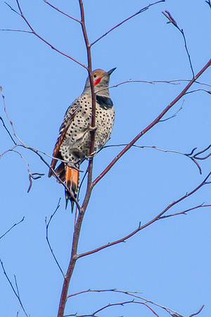Northern Flicker