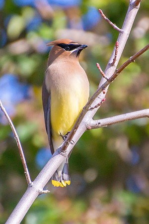 Cedar Waxwing