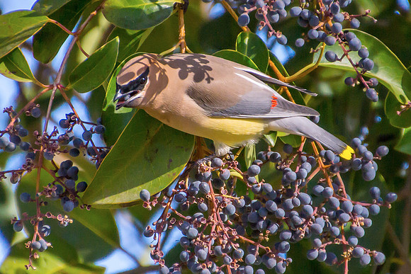 Cedar Waxwing