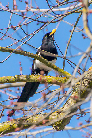 Yellow-Billed Magpie
