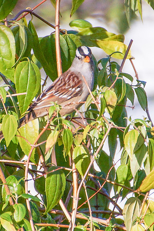 White-crowned sparrow