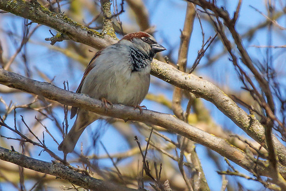 House sparrow