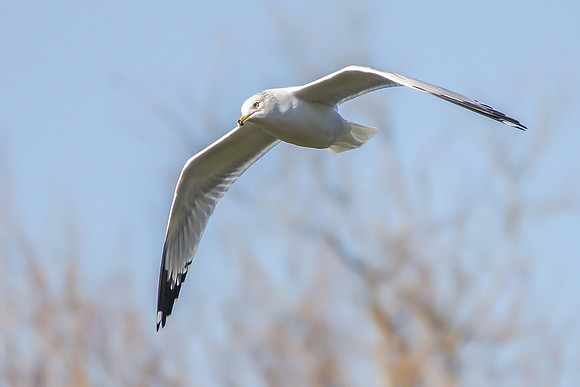 Ring-billed Gull