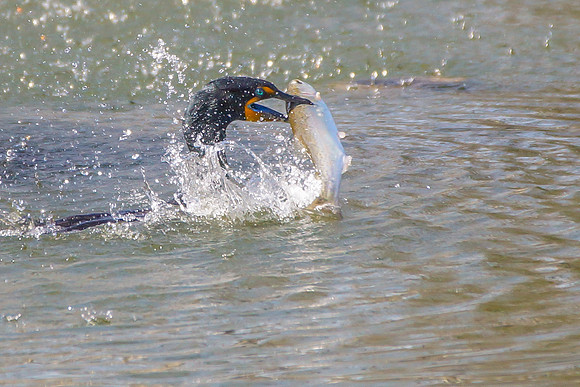 Double-crested Cormorant