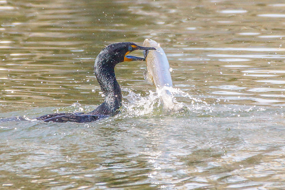 Double-crested Cormorant