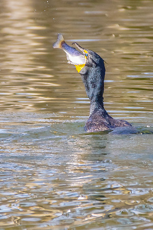 Double-crested Cormorant