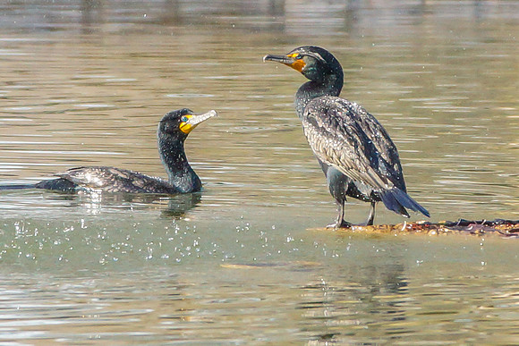 Double-crested Cormorant