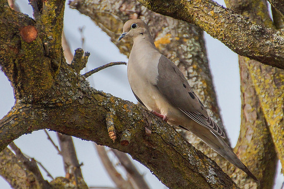 Mourning Dove