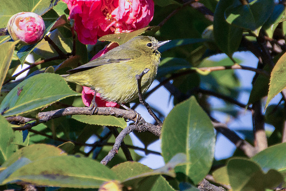 Orange-crowned Warbler
