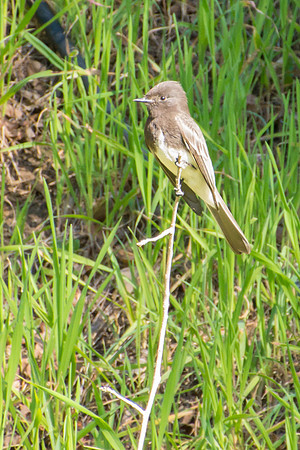 Black Phoebe