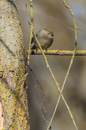 Bushtit