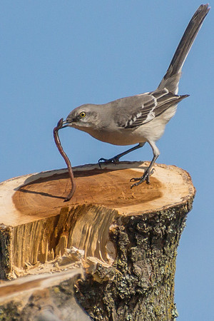 Mockingbird