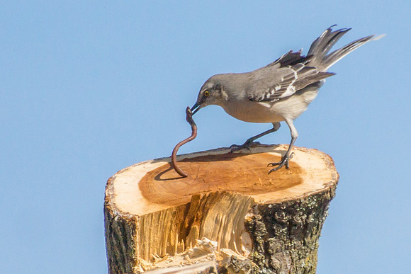 Mockingbird