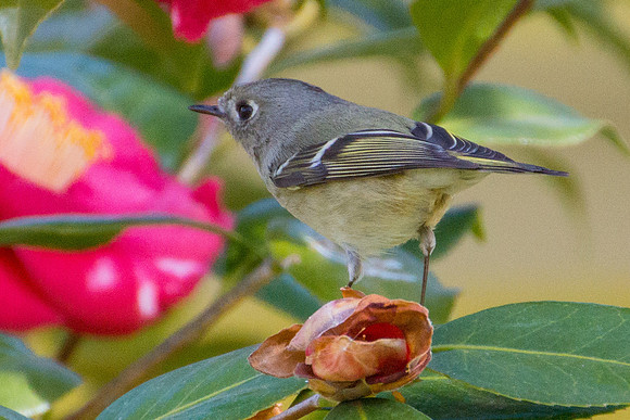 Ruby-crowned Kinglet