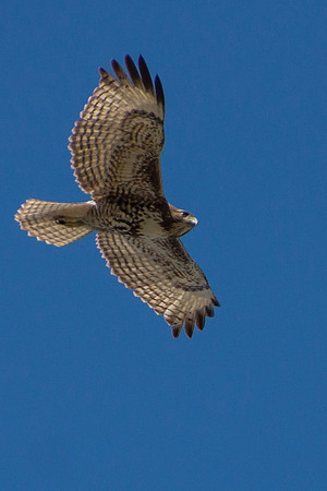 Red-tailed Hawk