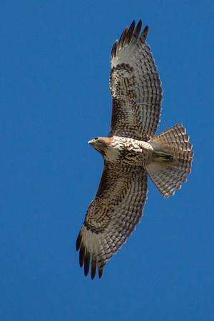 Red-tailed Hawk