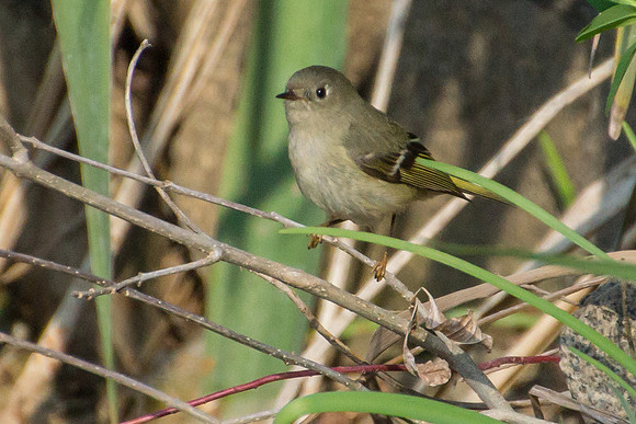 Ruby-crowned Kinglet