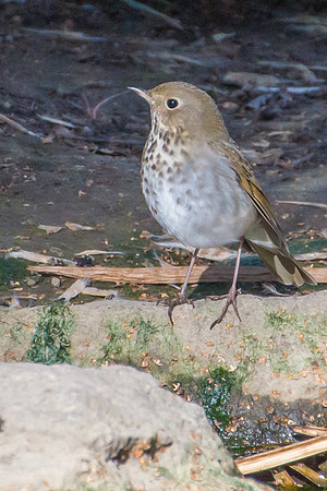 Hermit Thrush