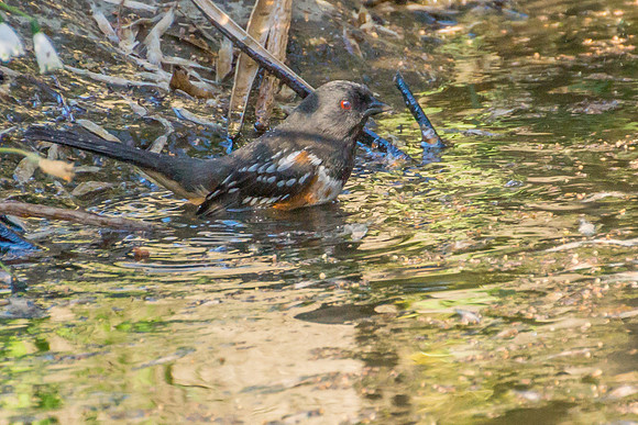 Spotted Towhee