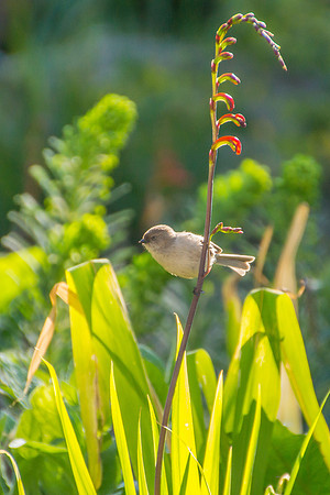 Bushtit