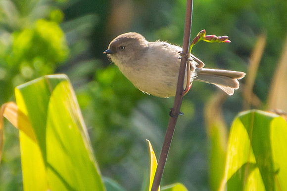 Bushtit