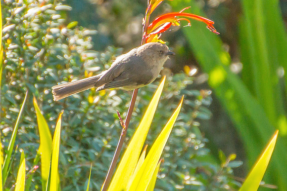 Bushtit