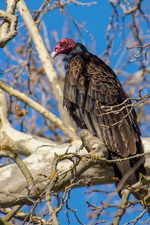 Turkey Vulture