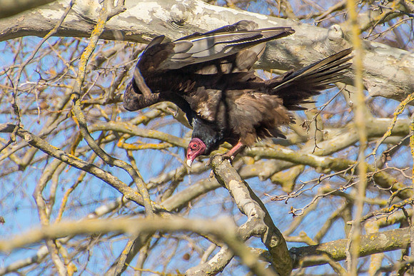 Turkey Vulture