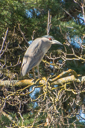 Black-crowned Night-Heron