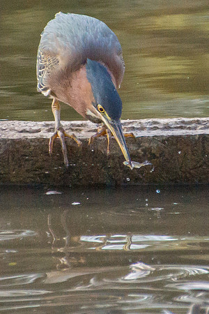 Green Heron