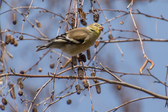Goldfinch
