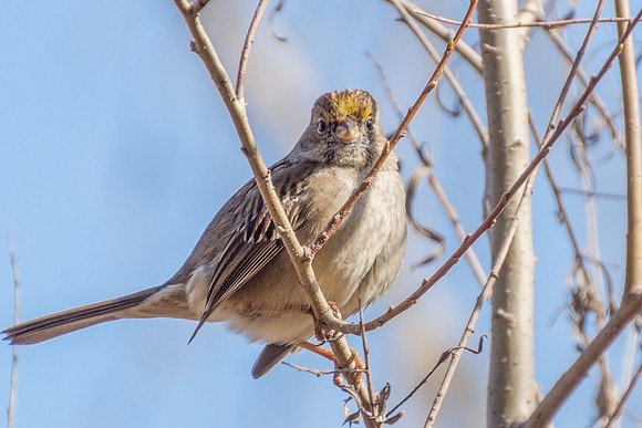 Golden-crowned Sparrow