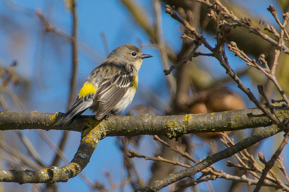 Yellow-rumped Warbler