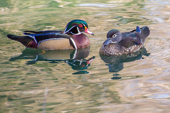 Wood Duck pair