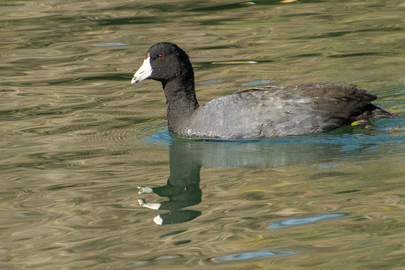 American Coot
