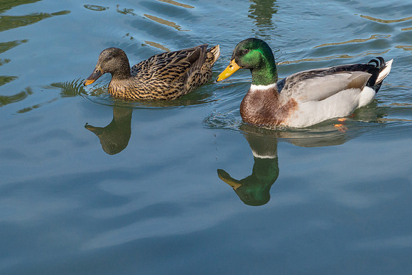 Mallard pair