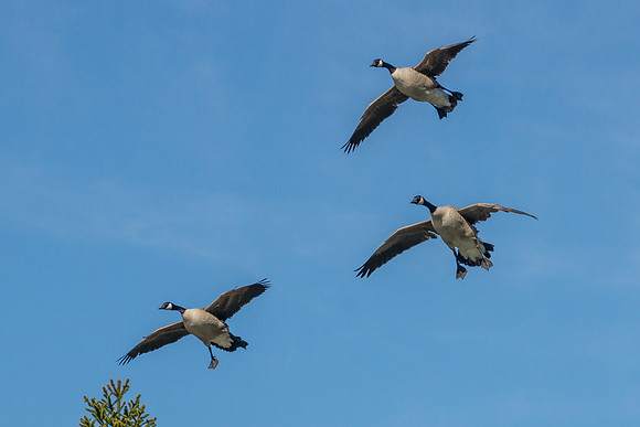 Canadian Geese