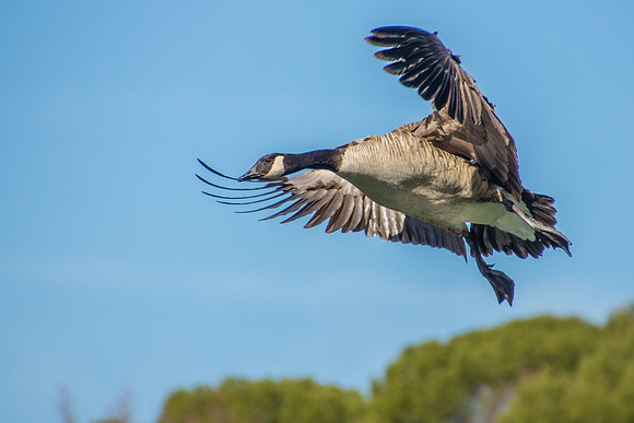 Canadian Geese