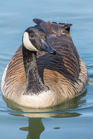 Canadian Geese