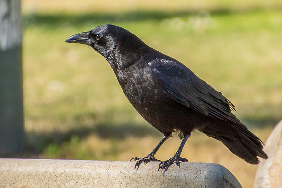 American Crow