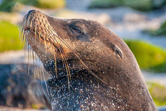 Galapagos Sea Lion