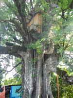 Treehouse we stopped at during our bike ride.