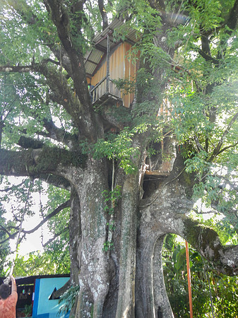 Treehouse we stopped at during our bike ride.